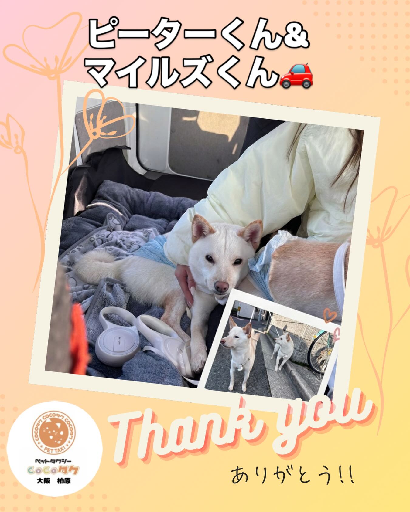ご利用ありがとうございました😊
ご実家でゆったり過ごした、柴犬兄弟のピーターくん＆マイルズくん🐶🐾
たくさん甘えて、たくさん遊んでもらったのかな？
帰りの車内では、すっかり安心しきったリラックスモードでした💤
ふたりの満足そうな表情に、見ているこちらまで幸せな気持ちになります✨
多頭飼いの方も安心してご利用いただけます✨
「2匹一緒に乗せるの大変…」そんな時こそペットタクシーCocoタク大阪柏原店にお任せください🚗
#柴犬 
#柴犬兄弟 
#里帰り 
#多頭飼い
#ペットタクシー