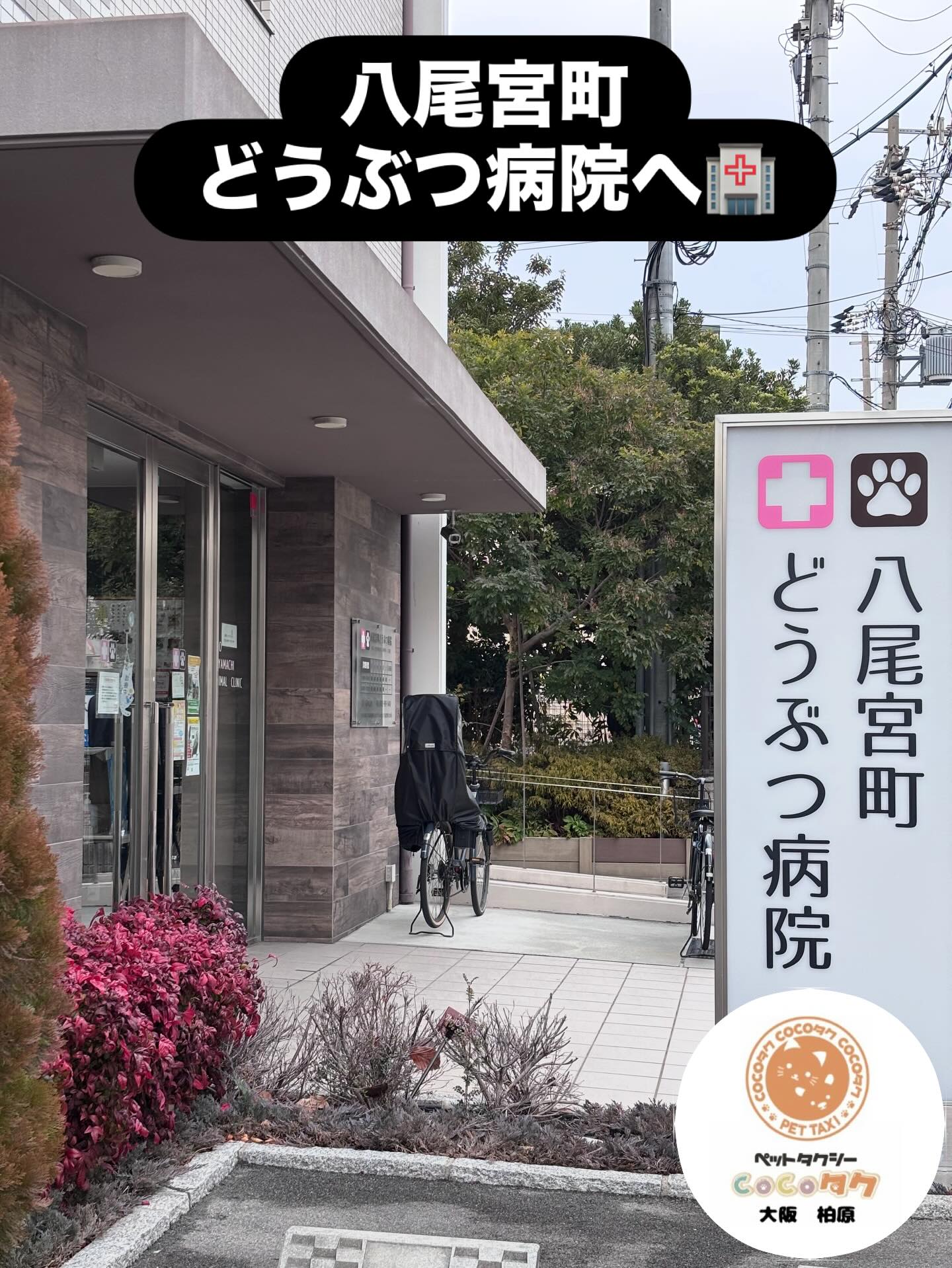 ご利用ありがとうございました😊
🐾 本日のお客様 🐾
コーギーのコタロウくん🧡
八尾宮町どうぶつ病院へワクチン接種のため送迎させていただきました💉
人懐っこくて本当に可愛い子😊
もふもふさせてもらって癒されました〜✨
ペットの通院も安心・安全にサポートいたします🚗
#ペットタクシー 
#コーギー
#八尾宮町どうぶつ病院 
#ワクチン接種 
#ペット送迎